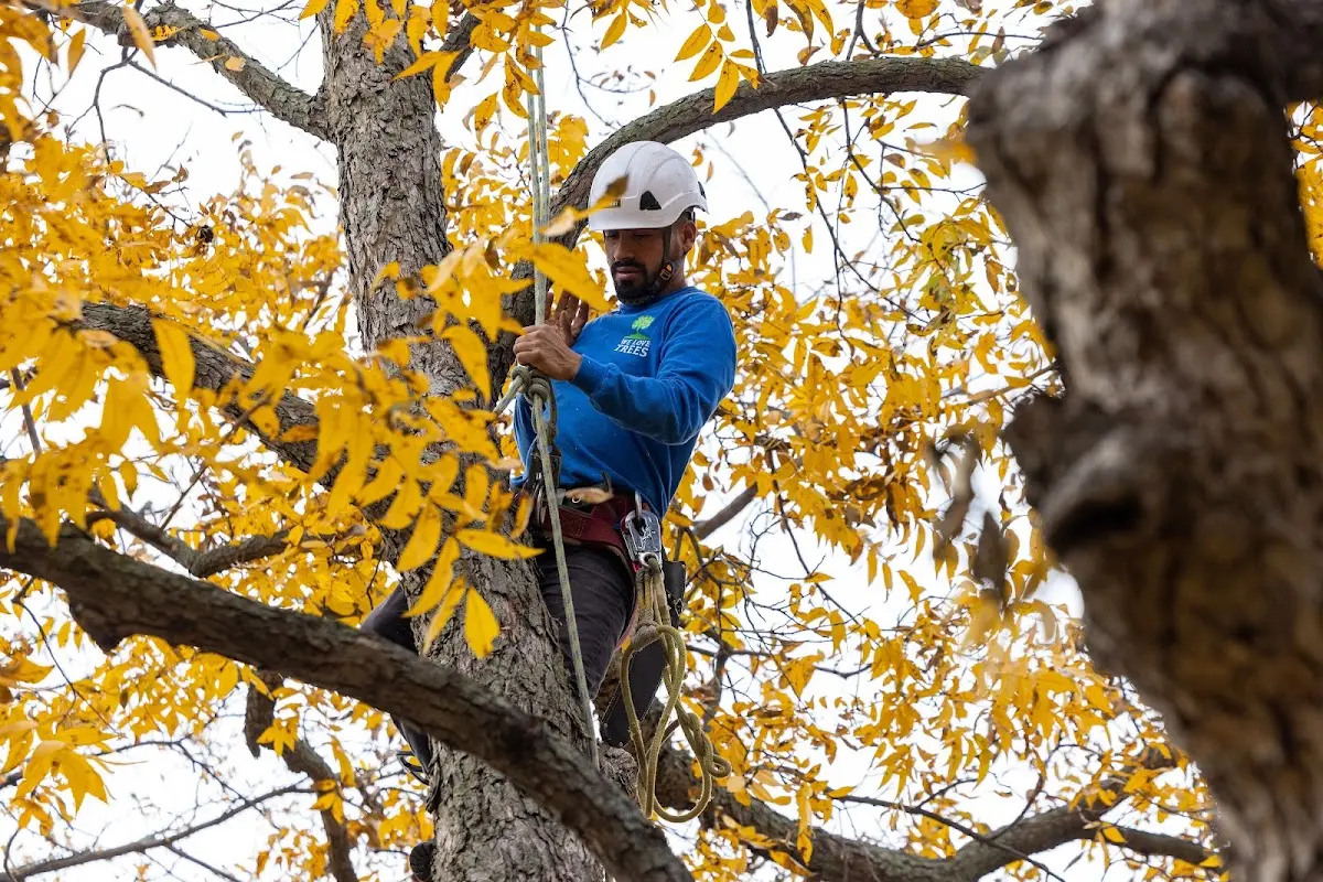 Skilled Storm Damage Cleanup crew working in Powers