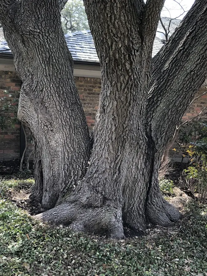 Mature heritage tree close to a Powers property cared for by certified arborists